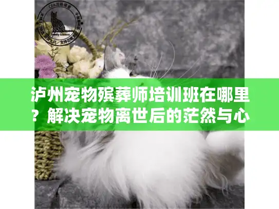泸州宠物殡葬师培训班在哪里？解决宠物离世后的茫然与心碎