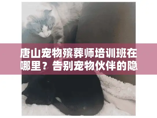 唐山宠物殡葬师培训班在哪里？告别宠物伙伴的隐秘痛点终极破解法