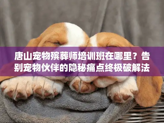 唐山宠物殡葬师培训班在哪里？告别宠物伙伴的隐秘痛点终极破解法