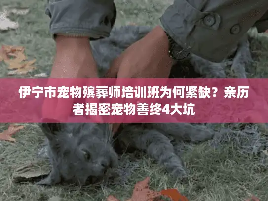 伊宁市宠物殡葬师培训班为何紧缺？亲历者揭密宠物善终4大坑