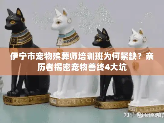 伊宁市宠物殡葬师培训班为何紧缺？亲历者揭密宠物善终4大坑