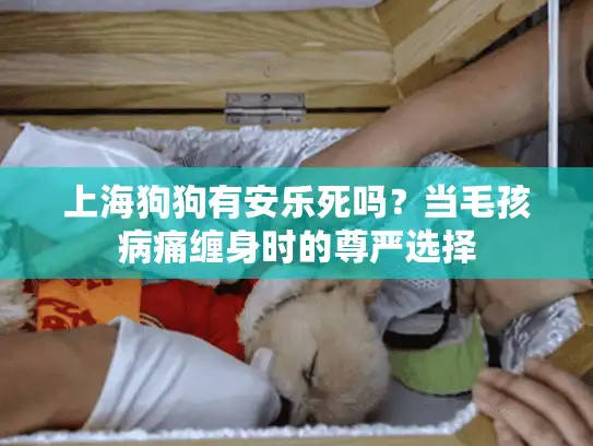 上海狗狗有安乐死吗？当毛孩病痛缠身时的尊严选择