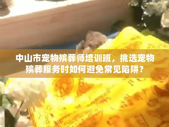 中山市宠物殡葬师培训班，挑选宠物殡葬服务时如何避免常见陷阱？