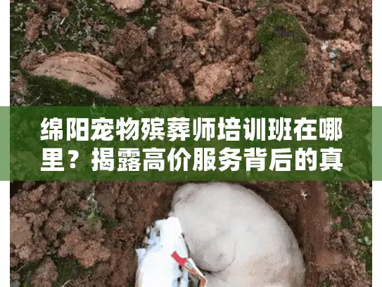 绵阳宠物殡葬师培训班在哪里？揭露高价服务背后的真实选择技巧