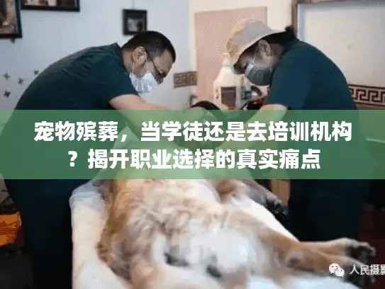 宠物殡葬，当学徒还是去培训机构？揭开职业选择的真实痛点
