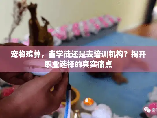 宠物殡葬，当学徒还是去培训机构？揭开职业选择的真实痛点
