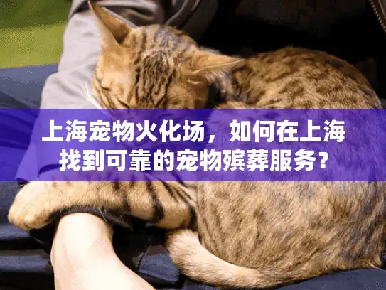 上海宠物火化场，如何在上海找到可靠的宠物殡葬服务？