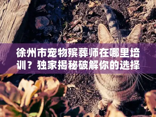 徐州市宠物殡葬师在哪里培训？独家揭秘破解你的选择迷茫！
