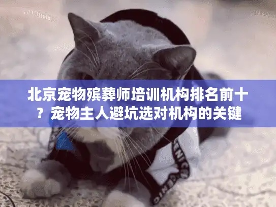 北京宠物殡葬师培训机构排名前十？宠物主人避坑选对机构的关键
