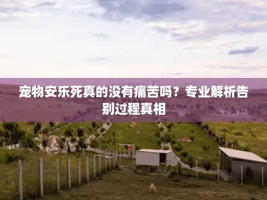 宠物安乐死真的没有痛苦吗？专业解析告别过程真相
