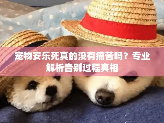 宠物安乐死真的没有痛苦吗？专业解析告别过程真相