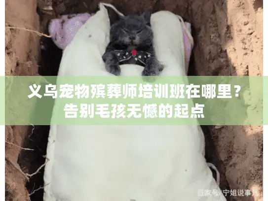 义乌宠物殡葬师培训班在哪里？告别毛孩无憾的起点