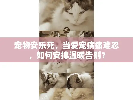 宠物安乐死，当爱宠病痛难忍，如何安排温暖告别？