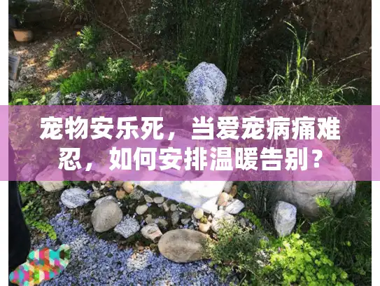 宠物安乐死，当爱宠病痛难忍，如何安排温暖告别？