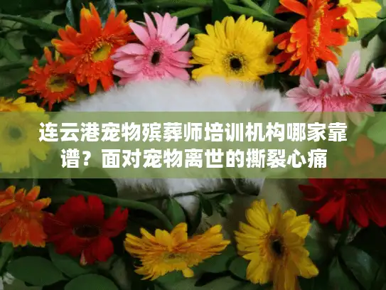 连云港宠物殡葬师培训机构哪家靠谱？面对宠物离世的撕裂心痛