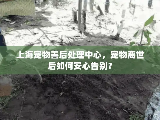 上海宠物善后处理中心，宠物离世后如何安心告别？