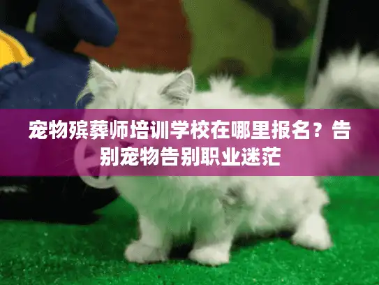 宠物殡葬师培训学校在哪里报名？告别宠物告别职业迷茫