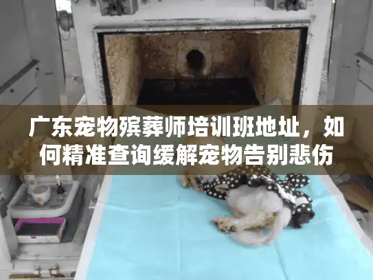 广东宠物殡葬师培训班地址，如何精准查询缓解宠物告别悲伤？