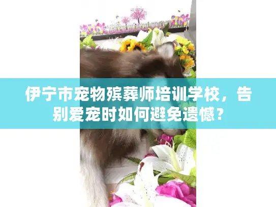 伊宁市宠物殡葬师培训学校，告别爱宠时如何避免遗憾？