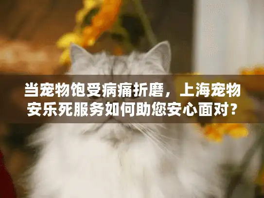 当宠物饱受病痛折磨，上海宠物安乐死服务如何助您安心面对？