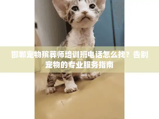 邯郸宠物殡葬师培训班电话怎么找？告别宠物的专业服务指南