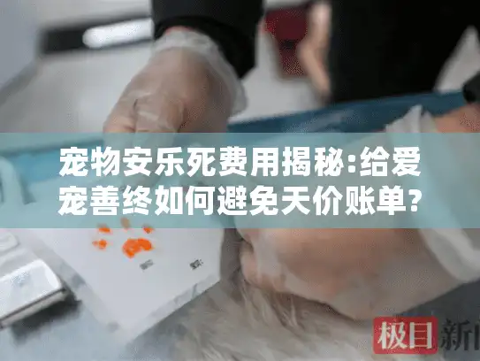 宠物安乐死费用揭秘:给爱宠善终如何避免天价账单?