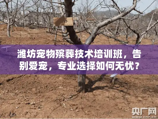 潍坊宠物殡葬技术培训班，告别爱宠，专业选择如何无忧？