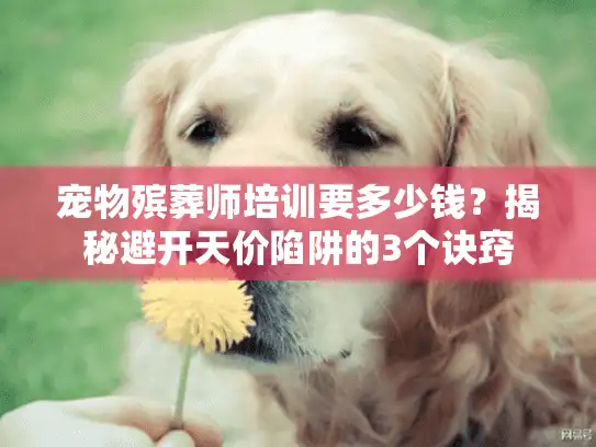 宠物殡葬师培训要多少钱？揭秘避开天价陷阱的3个诀窍