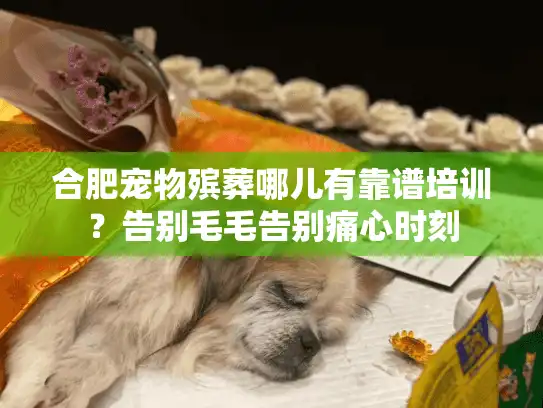 合肥宠物殡葬哪儿有靠谱培训？告别毛毛告别痛心时刻