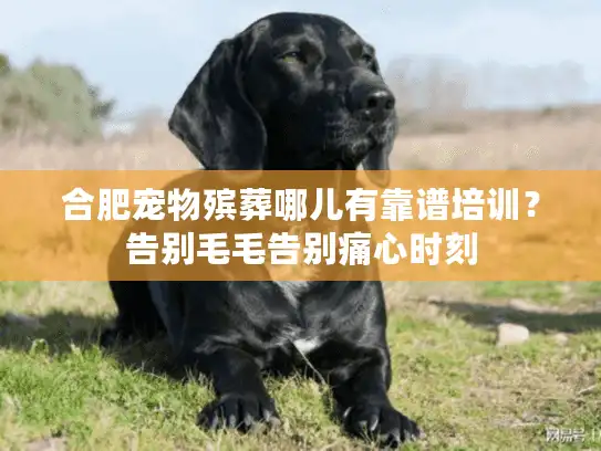 合肥宠物殡葬哪儿有靠谱培训？告别毛毛告别痛心时刻