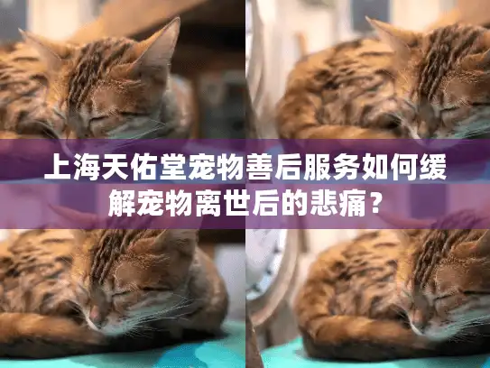 上海天佑堂宠物善后服务如何缓解宠物离世后的悲痛？