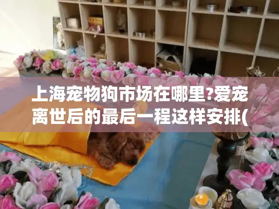 上海宠物狗市场在哪里?爱宠离世后的最后一程这样安排(含殡葬指南)