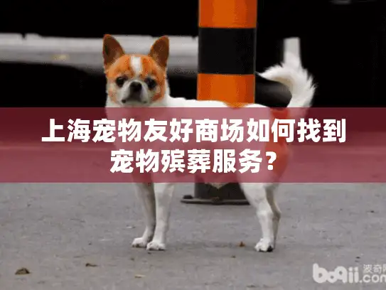 上海宠物友好商场如何找到宠物殡葬服务？