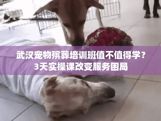武汉宠物殡葬培训班值不值得学？3天实操课改变服务困局