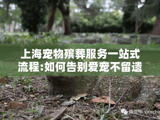 上海宠物殡葬服务一站式流程:如何告别爱宠不留遗憾?