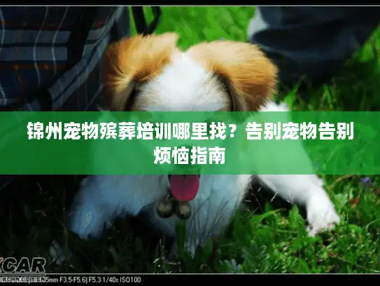 锦州宠物殡葬培训哪里找？告别宠物告别烦恼指南