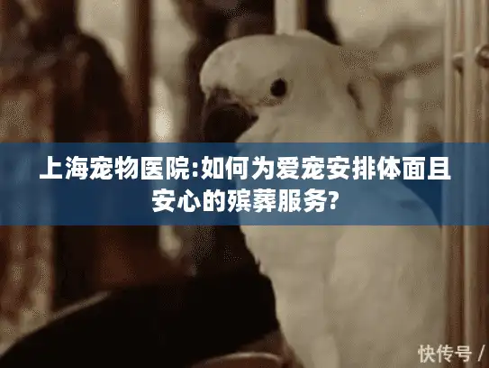 上海宠物医院:如何为爱宠安排体面且安心的殡葬服务?