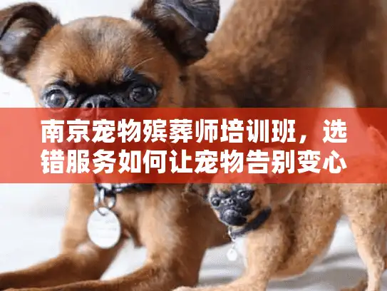 南京宠物殡葬师培训班，选错服务如何让宠物告别变心碎？