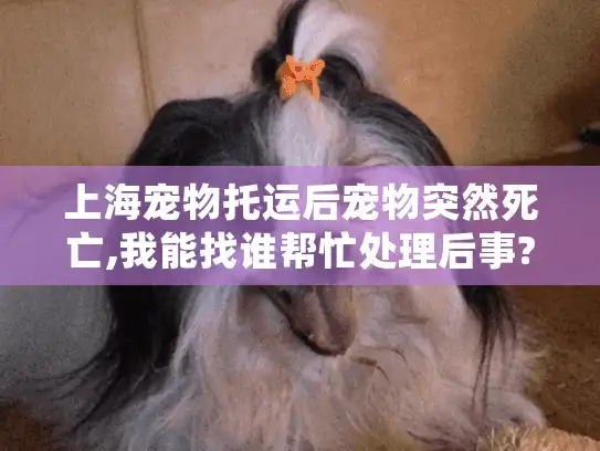 上海宠物托运后宠物突然死亡,我能找谁帮忙处理后事?