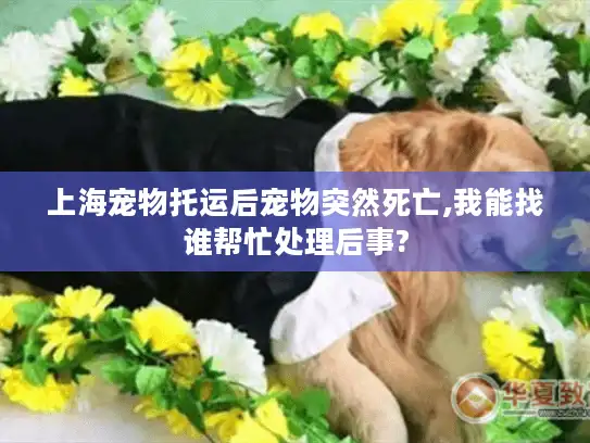 上海宠物托运后宠物突然死亡,我能找谁帮忙处理后事?