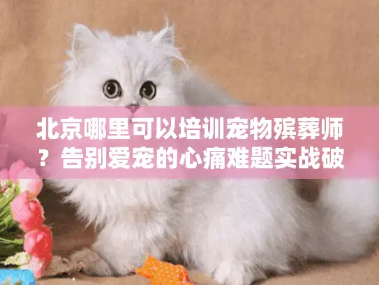 北京哪里可以培训宠物殡葬师？告别爱宠的心痛难题实战破解