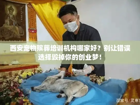 西安宠物殡葬培训机构哪家好？别让错误选择毁掉你的创业梦！