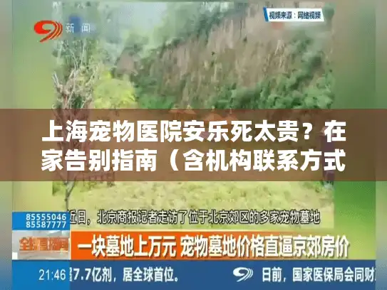 上海宠物医院安乐死太贵？在家告别指南（含机构联系方式）
