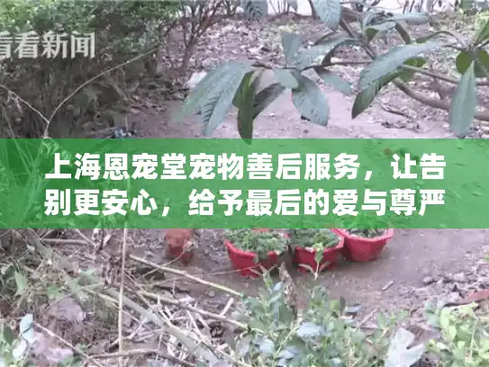 上海恩宠堂宠物善后服务，让告别更安心，给予最后的爱与尊严