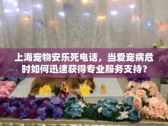 上海宠物安乐死电话，当爱宠病危时如何迅速获得专业服务支持？