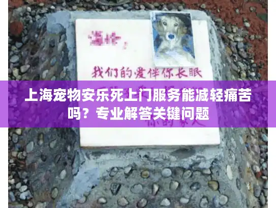 上海宠物安乐死上门服务能减轻痛苦吗？专业解答关键问题
