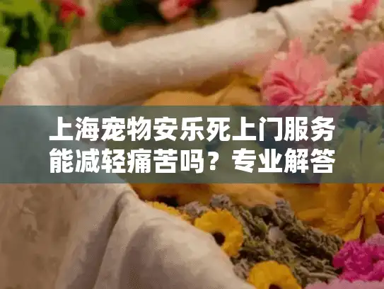上海宠物安乐死上门服务能减轻痛苦吗？专业解答关键问题