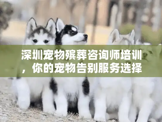深圳宠物殡葬咨询师培训，你的宠物告别服务选择难题如何完美解决？