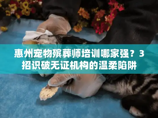 惠州宠物殡葬师培训哪家强？3招识破无证机构的温柔陷阱