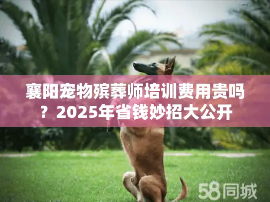 襄阳宠物殡葬师培训费用贵吗？2025年省钱妙招大公开